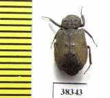 Maechidius sp.  Indonesia, Papua - INSECTS-STORE.RU