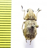 Anthribidae sp.  India, Meghalaya - INSECTS-STORE.RU