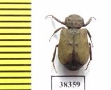 Maechidius sp.  Indonesia, Papua - INSECTS-STORE.RU