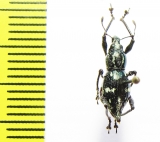 Curculionidae sp.  Indonesia, Halmahera isl. - INSECTS-STORE.RU