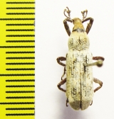 Curculionidae sp.  Indonesia, Halmahera isl. - INSECTS-STORE.RU