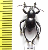 Curculionidae sp.  Indonesia, Papua - INSECTS-STORE.RU