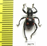 Curculionidae sp.  Indonesia, Papua - INSECTS-STORE.RU