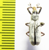 Curculionidae sp.  Indonesia, Halmahera isl. - INSECTS-STORE.RU