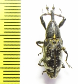 Curculionidae sp.  Indonesia, Halmahera isl. - INSECTS-STORE.RU