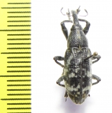 Curculionidae sp.  Indonesia, Halmahera isl. - INSECTS-STORE.RU