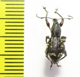 Curculionidae sp.  Indonesia, Halmahera isl. - INSECTS-STORE.RU