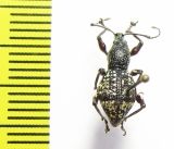 Curculionidae sp.  Indonesia, Halmahera isl. - INSECTS-STORE.RU