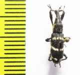 Curculionidae sp.  Indonesia, Halmahera isl. - INSECTS-STORE.RU