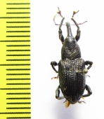 Curculionidae sp.  Indonesia, Halmahera isl. - INSECTS-STORE.RU
