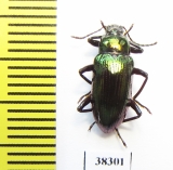 Tenebrionidae sp.  Indonesia, Papua - INSECTS-STORE.RU