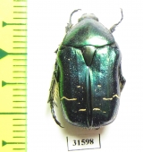 Cetonia aurata pisana  France - INSECTS-STORE.RU