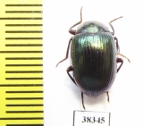 Tenebrionidae sp.  Indonesia, Papua - INSECTS-STORE.RU