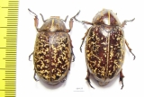 Polyphylla sp., pair  China, Guangxi prov. - INSECTS-STORE.RU