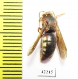 Hymenoptera sp.  South Africa Rep. - INSECTS-STORE.RU