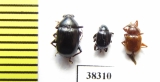 Chrysomelidae sp.  Indonesia, Papua - INSECTS-STORE.RU
