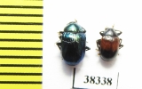 Chrysomelidae sp.  Indonesia, Papua - INSECTS-STORE.RU