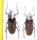 Xixuthrus lunicollis, pair  Indonesia, Buru isl. 104mm - INSECTS-STORE.RU