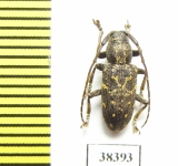 Cerambycidae sp.  Indonesia, Papua - INSECTS-STORE.RU