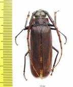 Osphryon sp.  Indonesia, Papua - INSECTS-STORE.RU