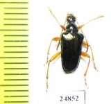 Gaurotes cyanipennis  Canada - INSECTS-STORE.RU