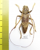 Acalolepta sp.  Indonesia, Papua - INSECTS-STORE.RU