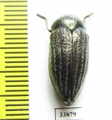 Julodella globithorax  Armenia - INSECTS-STORE.RU