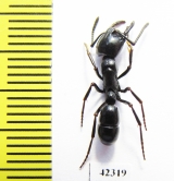 Formicidae sp.  South Africa Rep. - INSECTS-STORE.RU