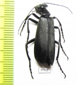 Meloidae sp.  French Guiana - INSECTS-STORE.RU