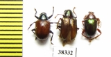 Chrysomelidae sp.  Ecuador - INSECTS-STORE.RU