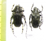 Cerambycidae sp.  China, Guangxi prov. - INSECTS-STORE.RU