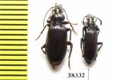Carabidae sp.  Ecuador - INSECTS-STORE.RU