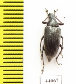 Curculionidae sp.  Cuba - INSECTS-STORE.RU