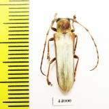 Cerambycidae sp.  Colombia - INSECTS-STORE.RU
