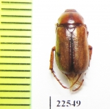 Amphimallon vicinus  Italy - INSECTS-STORE.RU