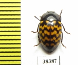 Erotylidae sp.  Ecuador - INSECTS-STORE.RU