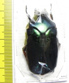 Agestrata orichalca  Thailand - INSECTS-STORE.RU