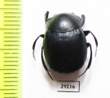 Deltochilum aequinoctiale  Ecuador - INSECTS-STORE.RU