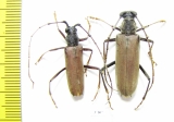 Cerambycidae sp., pair  Ecuador - INSECTS-STORE.RU
