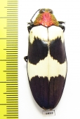 Chrysochroa buqueti  Thailand - INSECTS-STORE.RU