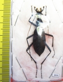 Carabus (Damaster) blaptoides oxuroides  Japan - INSECTS-STORE.RU