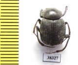 Deltochilum sp.  Ecuador - INSECTS-STORE.RU