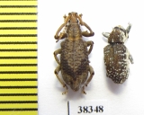 Curculionidae sp.  Ecuador - INSECTS-STORE.RU