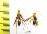 Hymenoptera sp.  South Africa Rep. - INSECTS-STORE.RU