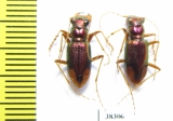 Tetracha sp., pair  Ecuador - INSECTS-STORE.RU
