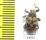 Curculionidae sp.  Ecuador - INSECTS-STORE.RU