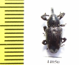 Curculionidae sp.  Ecuador - INSECTS-STORE.RU