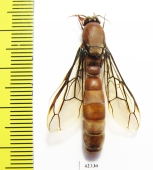 Formicidae sp.  South Africa Rep. - INSECTS-STORE.RU