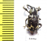 Curculionidae sp.  Colombia - INSECTS-STORE.RU