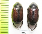 Amphimallon fuscum  Italy - INSECTS-STORE.RU